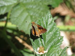 The umber skipper has adapted to Bermuda grass in lawns in the East Bay.  Creative Commons