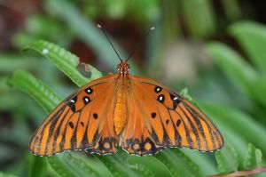 Gulf Fritillary. Creative Commons