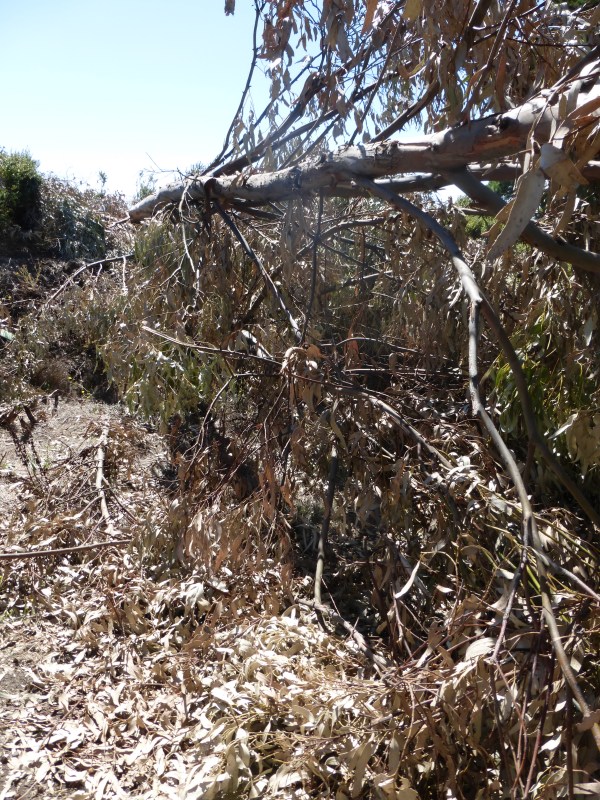 Some of the hundreds of trees destroyed by UC Berkeley in August 2014