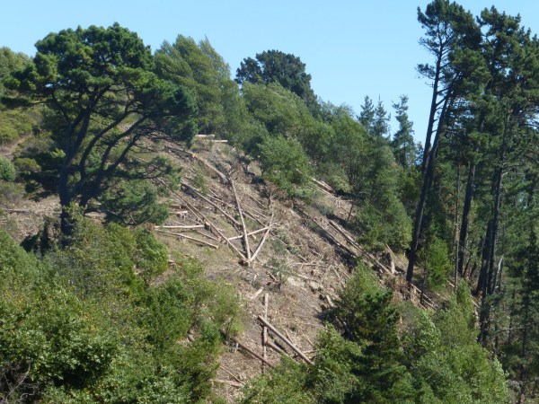 UC Berkeley destroyed hundreds of trees on Frowning Ridge in August 2014, before the Environmental Impact Statement was complete.