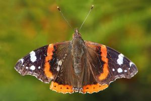 Red Admiral. public domain