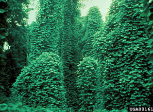 Kudzu evolved in Japan.  USDA