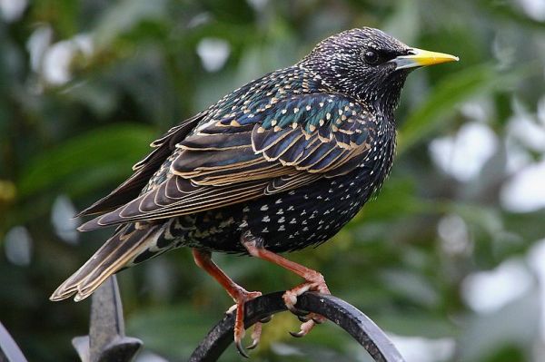 Starling in breeding plumage. Creative Commons - Share Alike