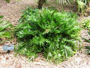 Coontie.  Photo by Dan Culbert, University of Florida