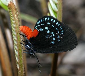 Eumaeus atala butterfly laying eggs on coontie.  Creative Commons - Share Alike