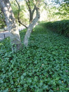 Ivy in the Conservatory in Central Park, New York City