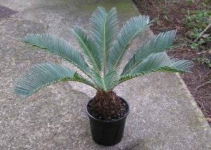 Sago cycad palm