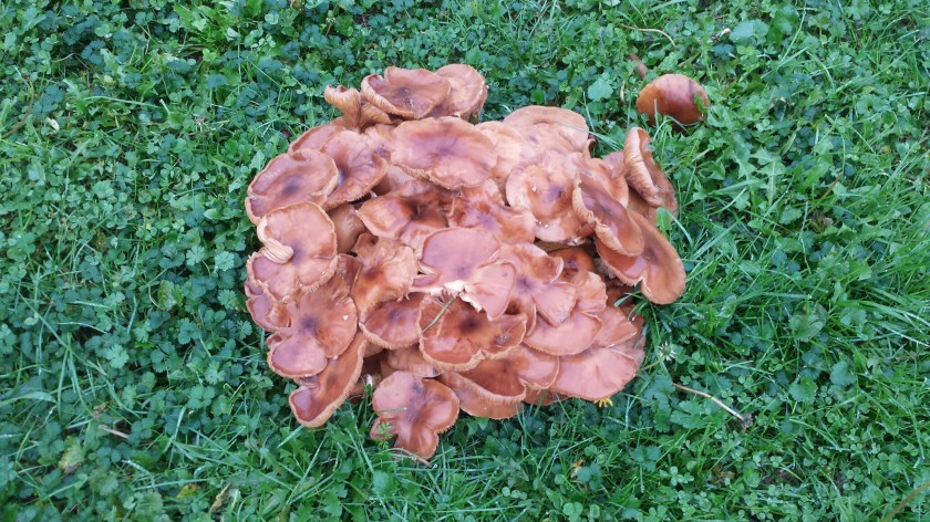 This colony of mushrooms was even bigger!