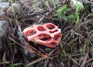 Cage fungus.  The odor will attract flies into the cage.
