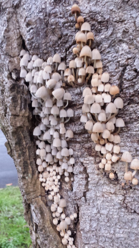 Hundreds of tiny mushrooms growing out of the trunk of a big magnolia tree.