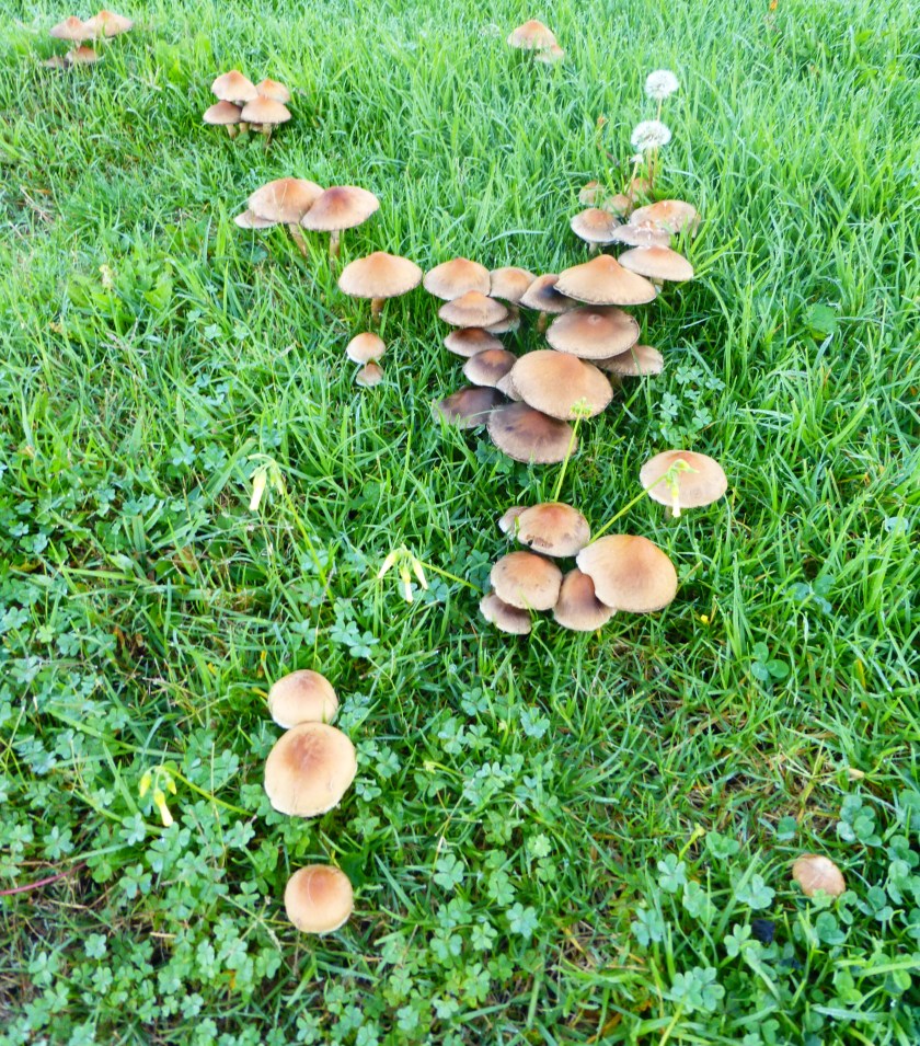 mushrooms3