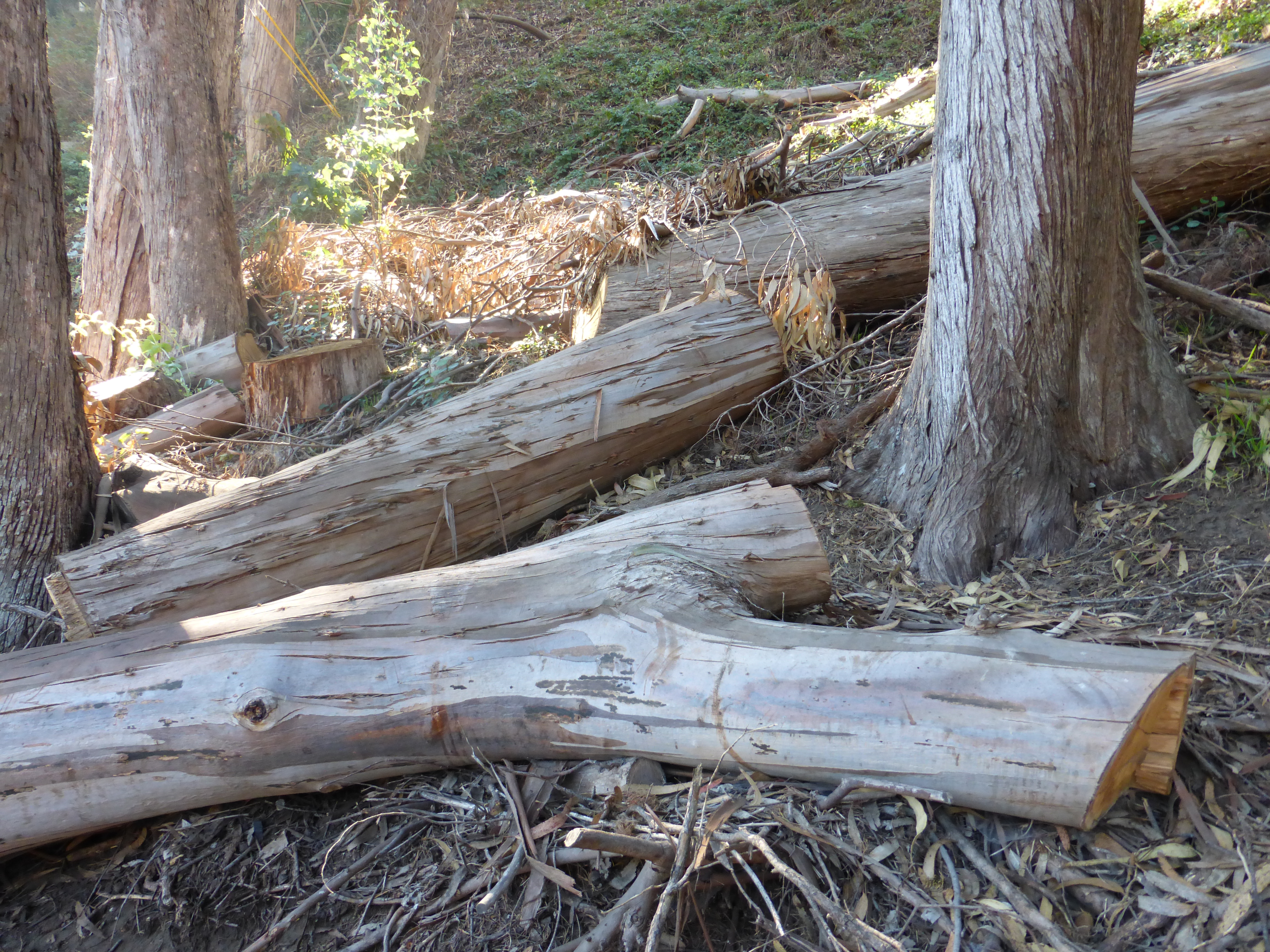 A few of the trees destroyed recently in Pine Lake "natural area"