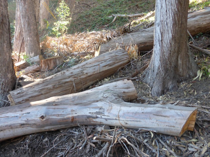 A few of the trees destroyed recently in Pine Lake "natural area"