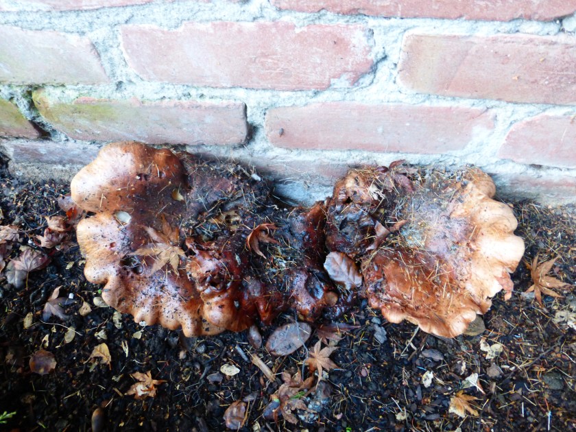 Not the prettiest mushroom, but one of the biggest.  This one was over 12 inches wide.