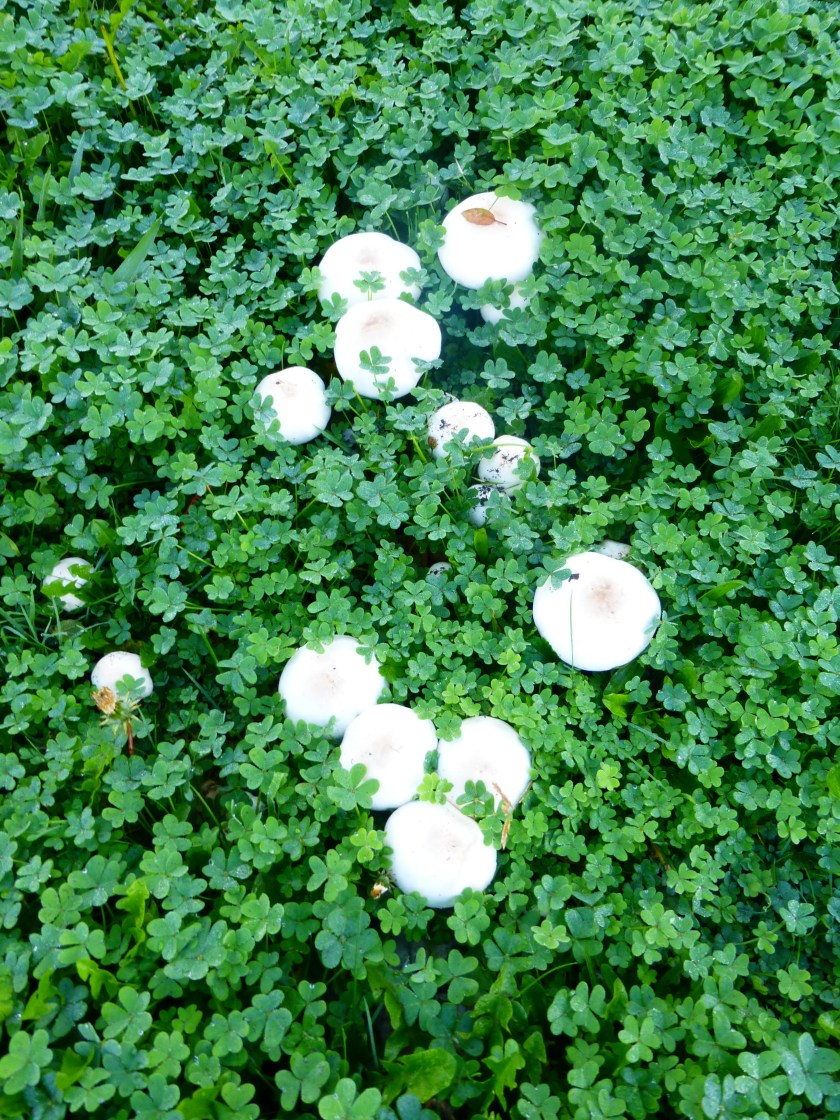 mushrooms nestled in oxalis