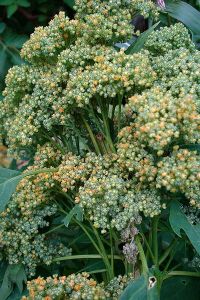 Quinoa plant - photo by Christian Guthier from Flickr