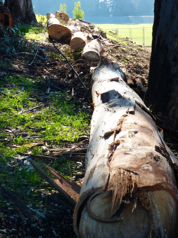 Tree removals, Dwight Way and Sports Lane. January 2015
