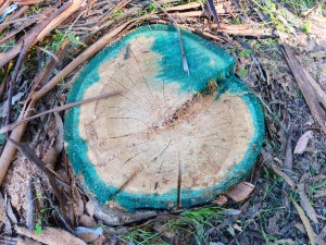 Green dye is added to Garlon and sprayed on the stump of the tree shortly after it is cut down. January 2015