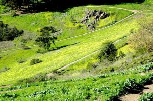 Oxalis in Glen Canyon Park, San Francisco