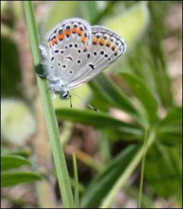 Karner blue butterfly - USFWS
