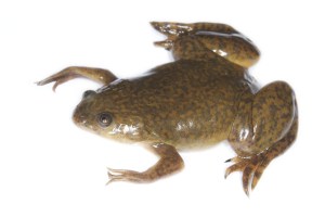 African clawed frog was used in human pregnancy tests. Creative Commons