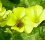 Honeybee on oxalis flower