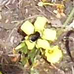 Bumblebee on oxalis flower