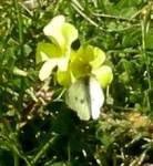 Butterfly on oxalis flower