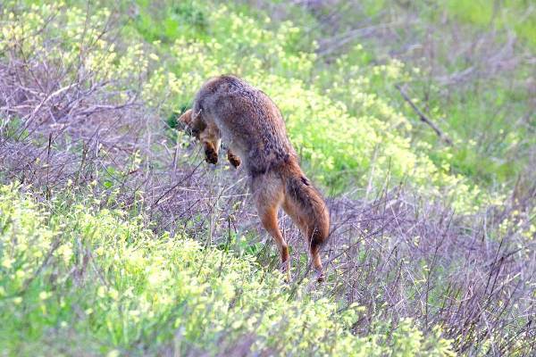 coyote pouncing in oxalis field. Copyright Janet Kessler