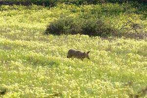 coyote in oxalis field. Copyright Janet Kessler