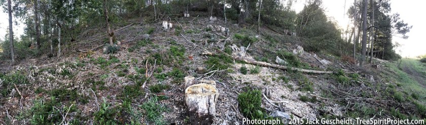 clearcut-East-Bay-hills-Jack Gescheidt