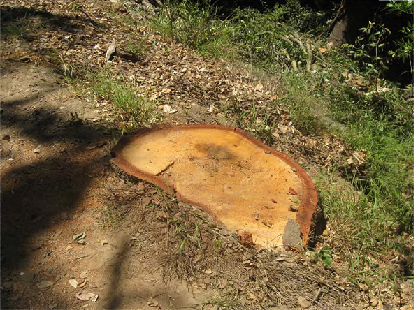 FEMA comment - Adams 3 copy