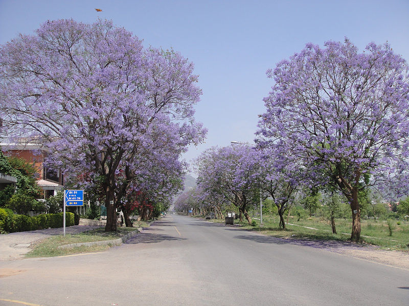 Jacaranda street trees in bloom in Pakistan.  Creative Commons - Share Alike