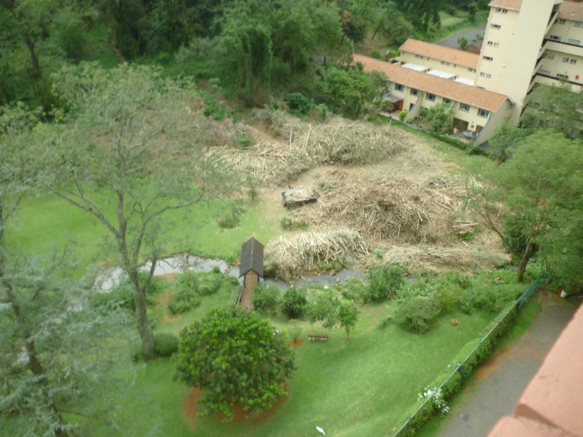 Bamboo after being killed with herbicide.