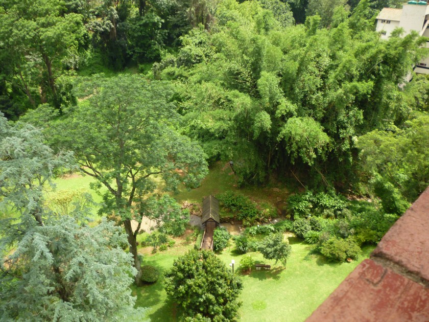 Bamboo before it was killed with herbicide. 