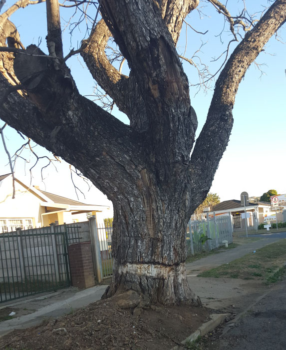 Ring-barked (AKA girdled) jacaranda tree in South Africa.