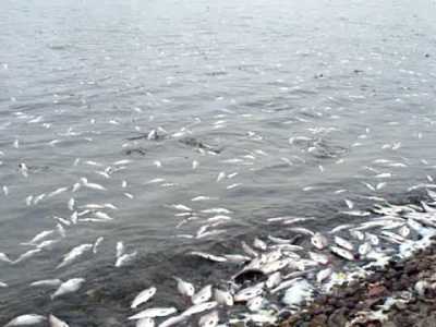 Fish kill using rotenone. http://www.encyclopedia.com/doc/1E1-X-rotenone.html 