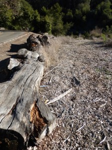 Eucalyptus logs line the roads where UC Berkeley has destroyed trees. Do they look less flammable than living trees?