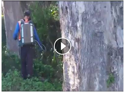 glyphosate spraying on Mt Davidson - nov 19, 2015