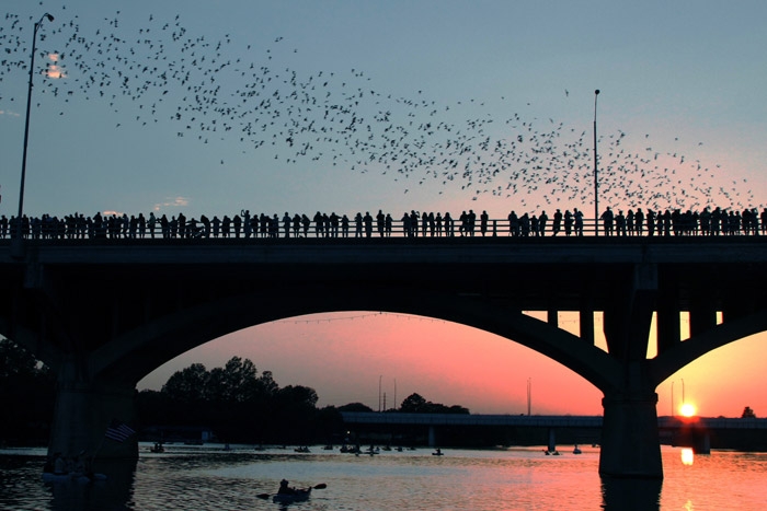 Bats departing from Congress Ave Bridge, Austin Texac