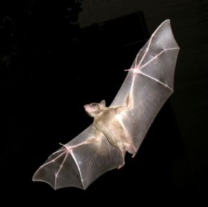 Common fruit bat. This photo makes it clear that the wings of a bat are also its hands. Creative Commons