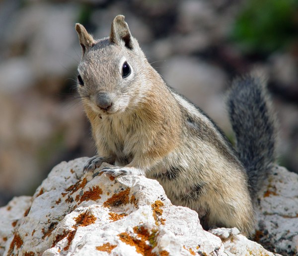 Golden mantled ground squirrel, Western North America. Prefers to eat mushrooms and truffles.