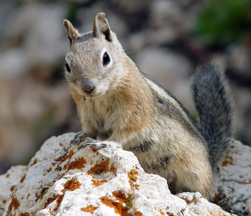 Golden mantled ground squirrel, Western North America. Prefers to eat mushrooms and truffles.