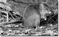 Long-footed potoroo is an Australian marsupial that eats primarily mushrooms and truffles.