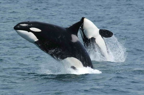 Orcas in Puget Sound
