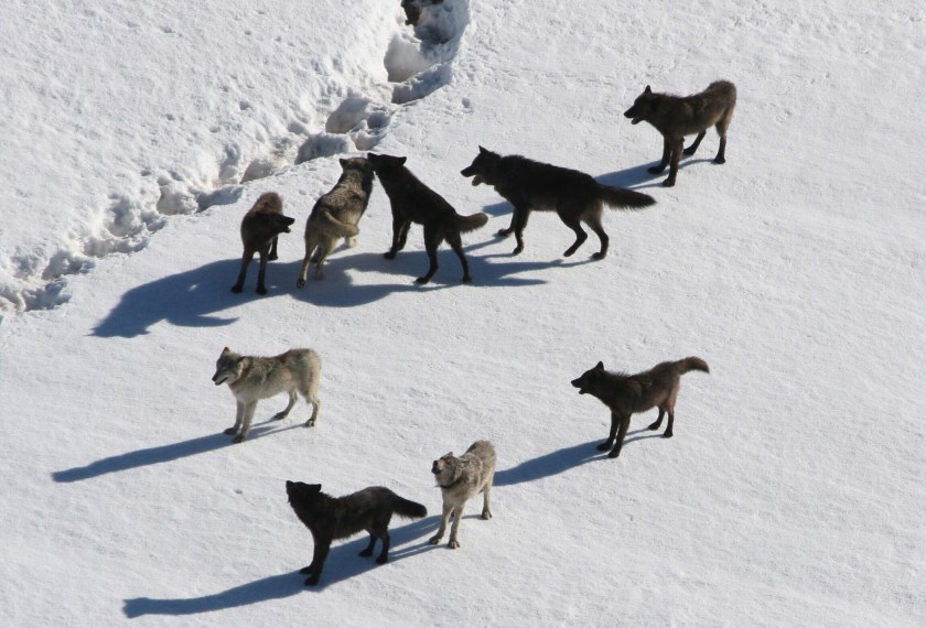 Pack of Gray Wolves, Yellowstone National Park