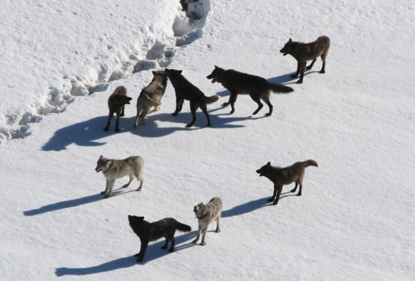 Pack of Gray Wolves, Yellowstone National Park