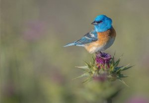 Lazuli bunting at Rancho San Antonio on milk thistle, April 2016. Courtesy Greg Barsh