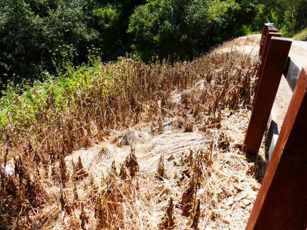 Milk thistle was sprayed with herbicide., Site 29, May 2016