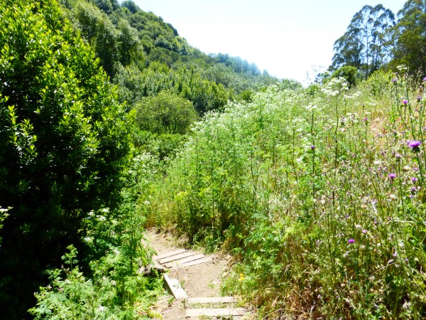 Poison hemlock and thistle are 8 feet tall where not sprayed with herbicide. Site 29, May2016.
